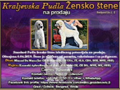 Kraljevska Pudla ensko tene na prodaju